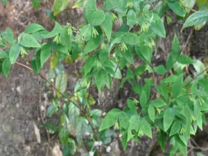 ϸ���黨�Ĺ�Ч ϸ���黨������߳���