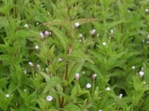 Ϻ���ݵĹ�Ч Ϻ�������κ�ͷ��ʹ