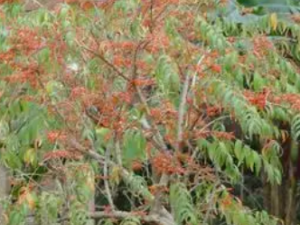 Ϻ�ӻ��Ĺ�Ч Ϻ�ӻ����θ�ŮѪ��