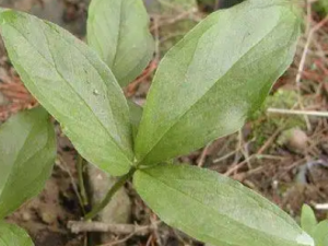 ϼ���Ĺ�Ч ϼ����η�ʢ��̵