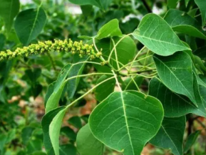 �ھʵĹ�Ч �ھ�����Ӳ����ˮ