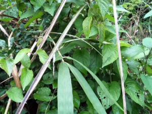 Ů��Ĺ�Ч Ů�����ιƶ�