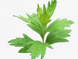 ��Ҷ����Щ��Ч ��Ҷ����Щ��Ч��֪����