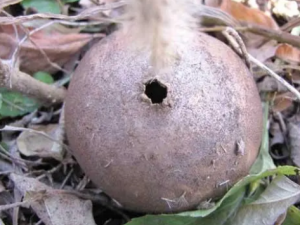 �����Ĺ�Ч ��������ʧ����