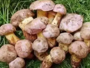 ���Ǿ��Ĺ�Ч ���Ǿ�������������