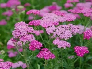 ��ʵ�Ĺ�Ч ��ʵ�������伡��