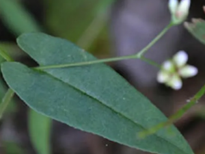 ȸҽ�ݵĹ�Ч ȸҽ������������