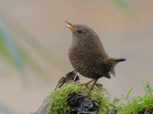 �ɸ���Ĺ�Ч �ɸ�����������������