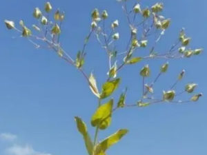 �Ѹ����Ĺ�Ч �Ѹ�����С������