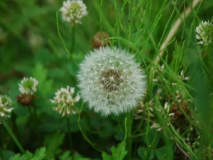 �ѹ��ݵĹ�Ч �ѹ�������Ӹ��