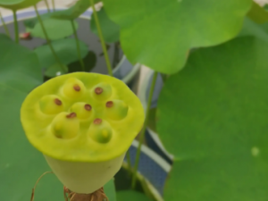 ��˿���Ĺ�Ч ��˿��������