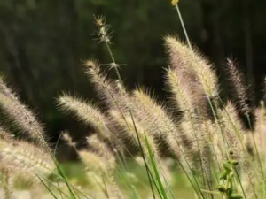 ϼ�ݵĹ�Ч ϼ�ݿ�����֬����