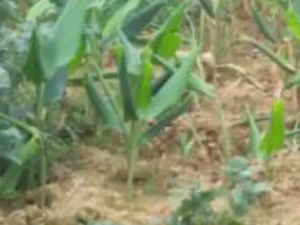 ��ݭ����Щ��Ч ��ݭ�θ���Ѫ����ʹ