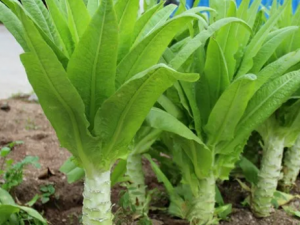 ��˵Ĺ�Ч ��˿���С��