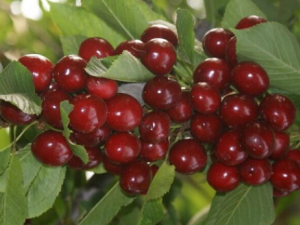 ӣ�Ҳ��ܺ�ʲôһ��� ӣ�ҵ�ʳ�ý���