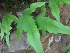 ��֢��������֢״����Щ