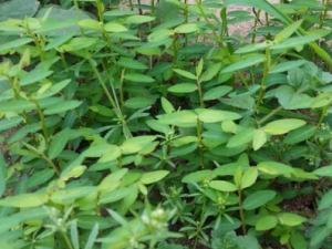 �����زݵĹ�Ч �����زݿ�ֹ�Ȼ�̵