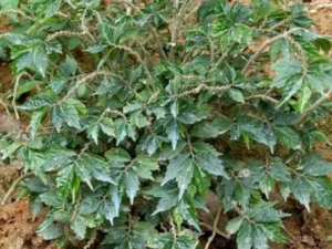 ��Ҷ�೵ʹ�ߵĹ�Ч ��Ҷ�೵ʹ��������