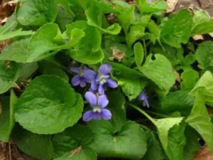 �������˵Ĺ�Ч ���������������׶�