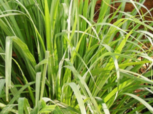 é��Ĺ�Ч é����С��������