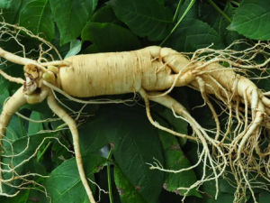 ��Ҷ�ٲεĹ�Ч ��Ҷ�ٲ������¾�����