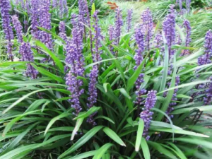 ��Ҷ�󶬵Ĺ�Ч ��Ҷ�󶬿��������