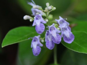 �������в�Ĺ�Ч �������в����ɢ��а