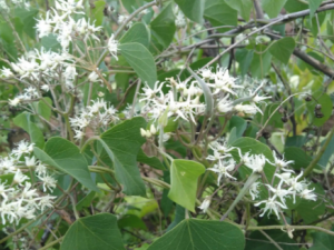 �����ٵĹ�Ч ��������С��ʳ��