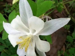 �����ﶷ�˵Ĺ�Ч �����ﶷ�����ε�����������Ѫ