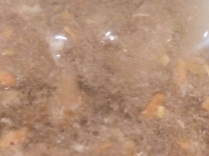 ������������ ������óԵ�������