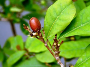 ���ع���Ҷ����Щ��Ч��ҩ�ü�ֵ