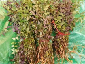 �����ز�����Щ��Ч������