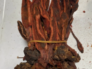 �ش��ݵĹ�Ч�����ù�Ч �ش��ݿ��Բ���׳��