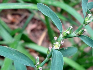 ��ڲݵ����� ��ڲݿ��Խ��Ͱ�֢�ķ�����