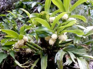 ��Ҷī����ʲô��Ч�� ��Ҷī����������ʲô��