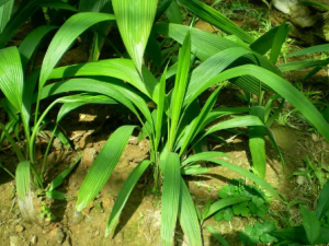 ��ҽ��é�Ĺ�Ч������ ��é�ĸ�������ʲô