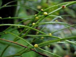 ��Ҷާ�������빦Ч ��Ҷާ��ҩ�ü�ֵ