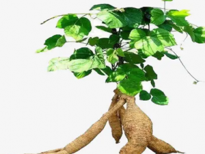 Ů�˺ȸ������Щ�ô� Ů�˺ȸ�����Ĵ�Ч������