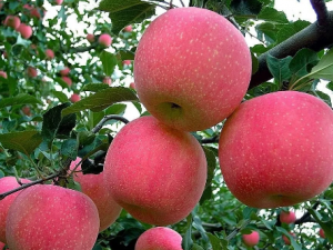 ��Щʳ�����ܹ���θ���� �Ƽ�������θ��ˮ��