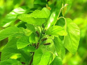 ������ɣҶ����Щ��Ч������