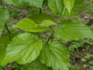 ˪ɣҶ��Ĺ�Ч������ ������ǿ���ʵĹ�Ч