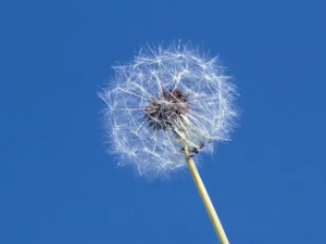 �ѹ�Ӣ�����ݹ�Ч �ѹ�Ӣ�����ݷ���