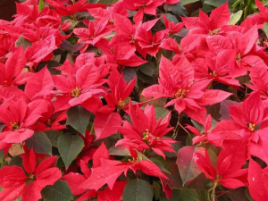 һƷ��Ĺ������� һƷ����÷�����