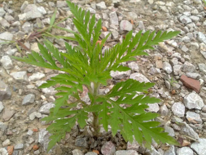 һкӲ ҪѧַֹΣ彡