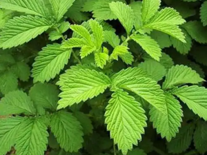 �ɺײݵĹ�Ч������ �ɺײݵĸ�����