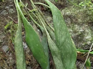 ������ǰާ�Ĺ�Ч ������ǰާ���ʺ���ʹ