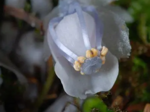 ���׼�ˮ�����Ĺ�Ч ���׼�ˮ���������