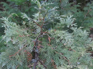 �����°��ʵĹ�Ч �����°������ļ�ʧ��