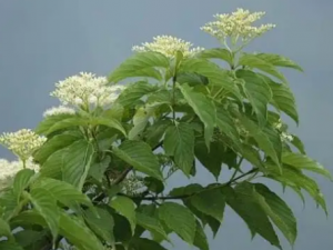 ���ʗ�ľ֦�Ĺ�Ч ���ʗ�ľ֦����ʪ����ʹ