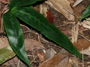 ����ާ�Ĺ�Ч ����ާ����ʪ��ʹ